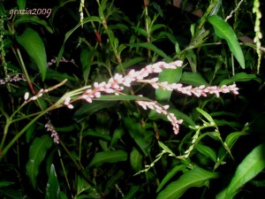 Polygonum persicaria g 1 (4)