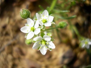 Spergula arvensis (2)