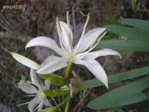 Pancratium illyricum (1)