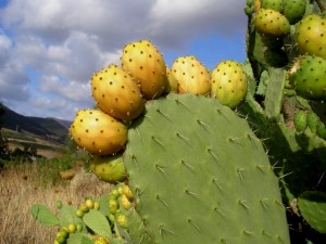 Opuntia ficus-indica z 3 (2)