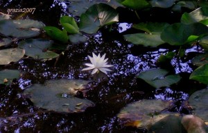 Nimphaea alba 044